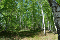 turbaza-dimitrovo17